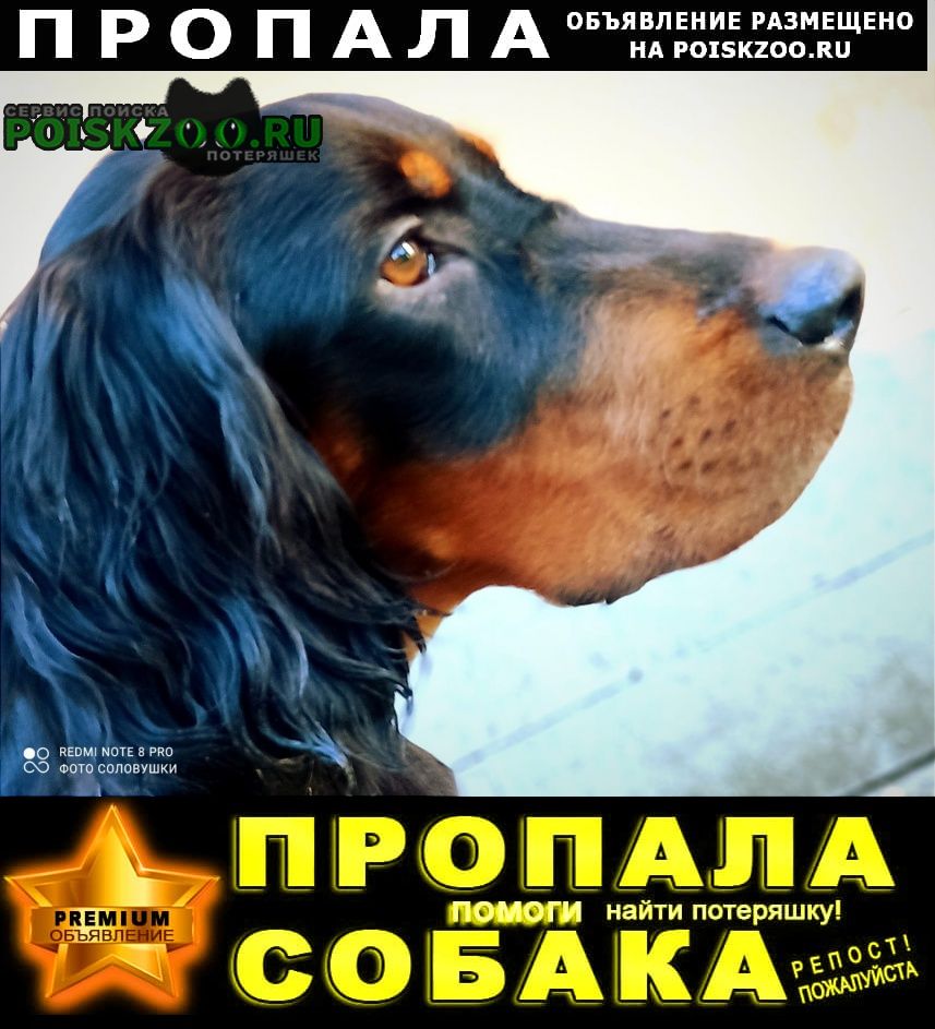 Санкт-Петербург Пропала собака сеттер гордон