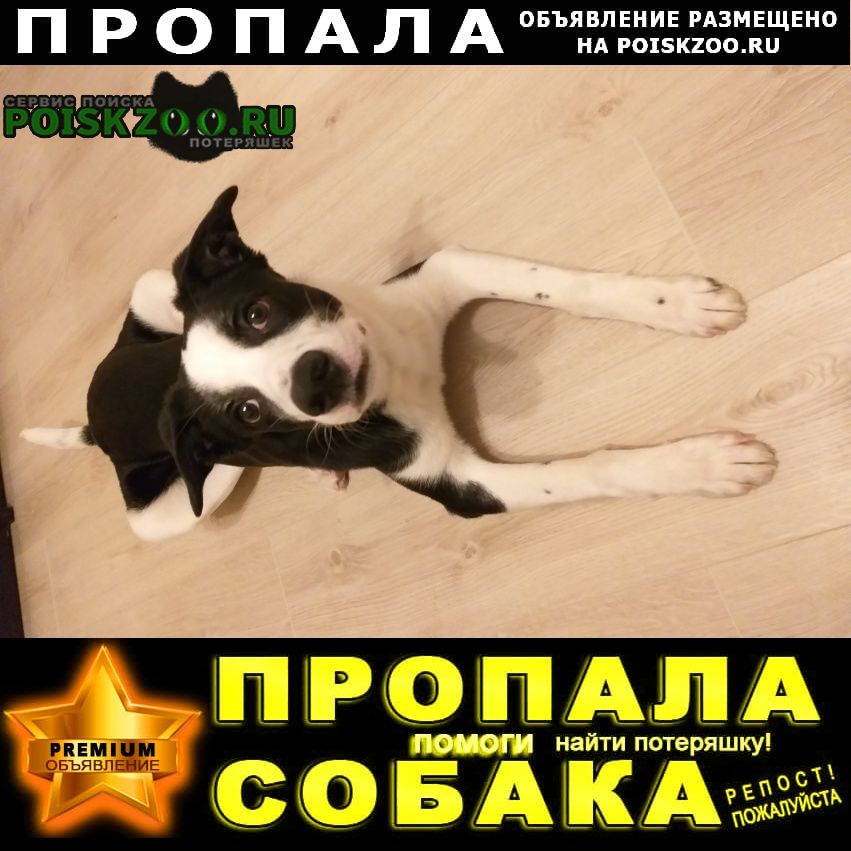 Пропала собака кобель Новосибирск