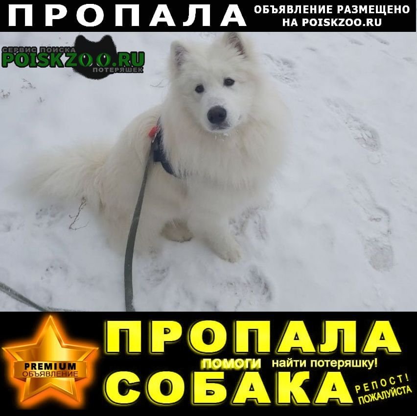 Пропала собака кобель самоед Омск