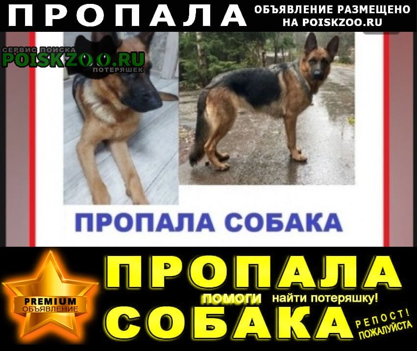 Пропала собака Раменское