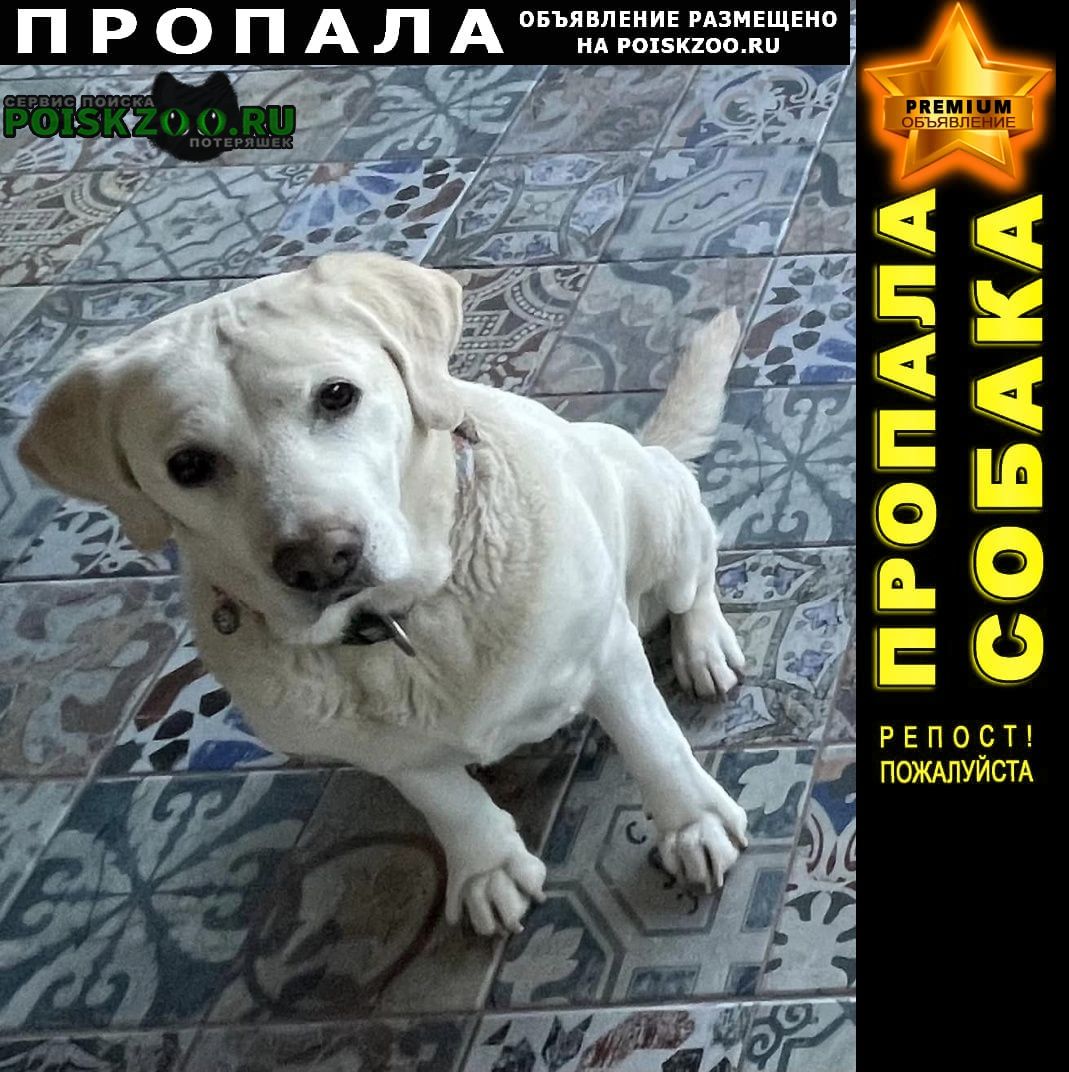Пропала собака 8 января в шиндиси лабрадор Тбилиси