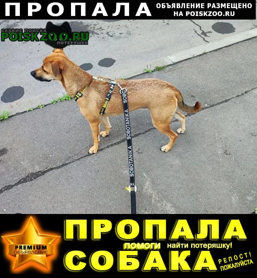 Пропала собака после дтп недалеко от Атюрьево