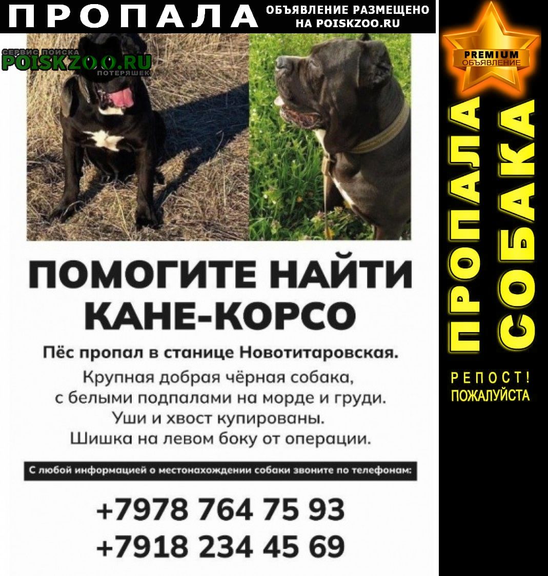 Пропала собака кобель помогите найти собаку Краснодар