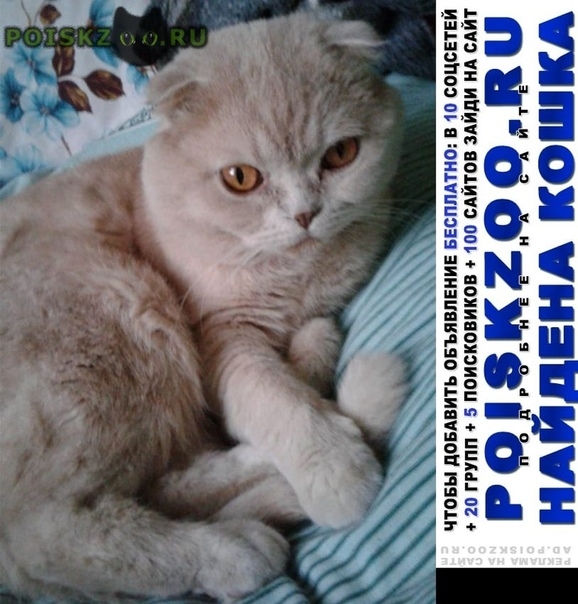 Найден кот Нашелся кот шотландский-вислоухий Новошахтинск, скоттиш фолд  (шотландская вислоухая), светло-персиковый.. №78669