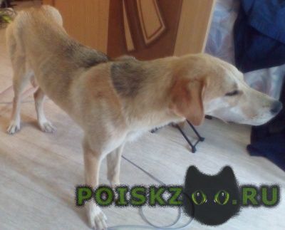 Найдена собака русская гончая Вязники
