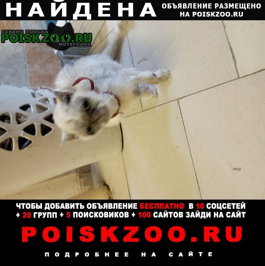 Найдена кошка prosina. alena Москва
