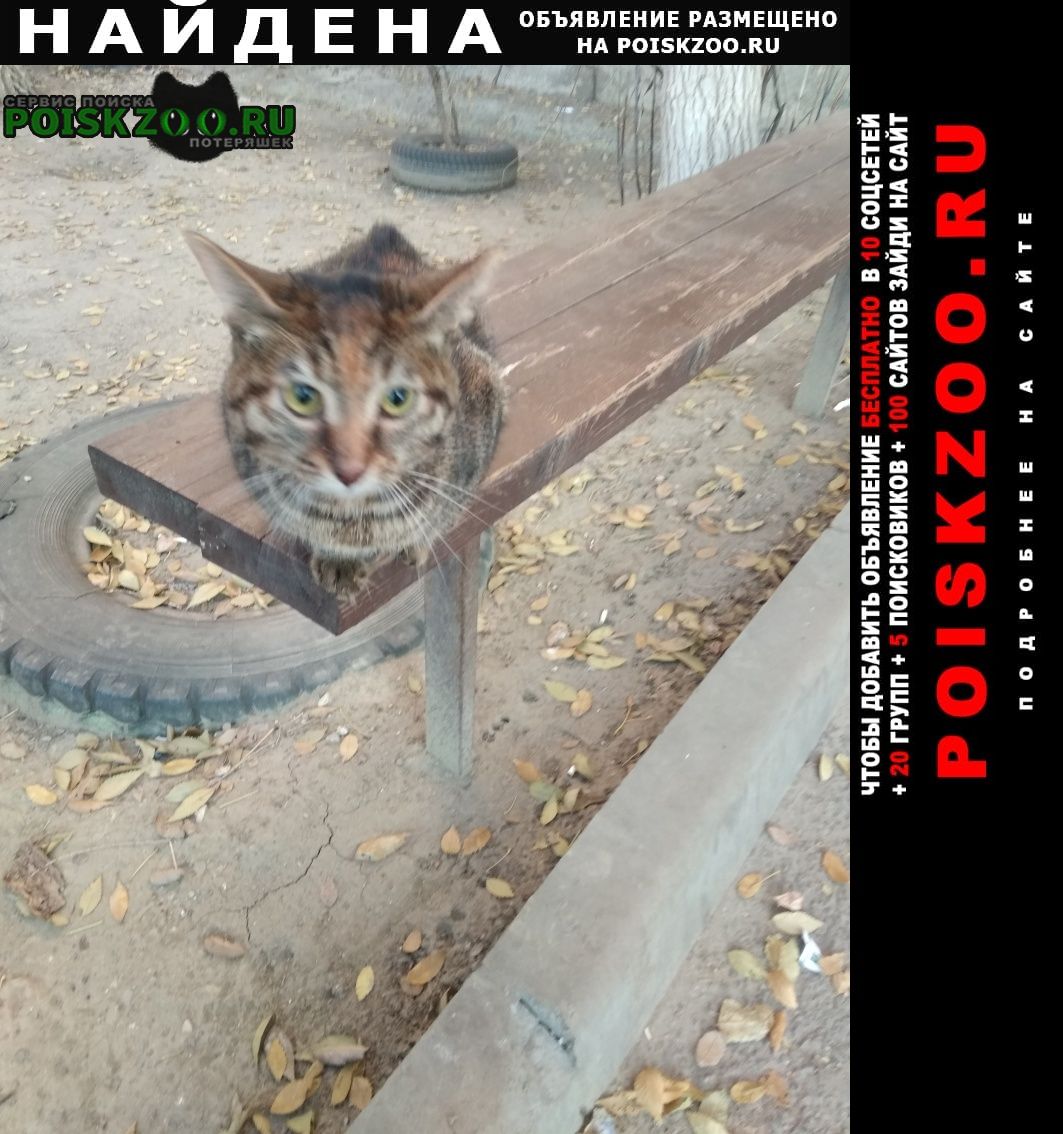 Найдена кошка в кировском районе Волгоград