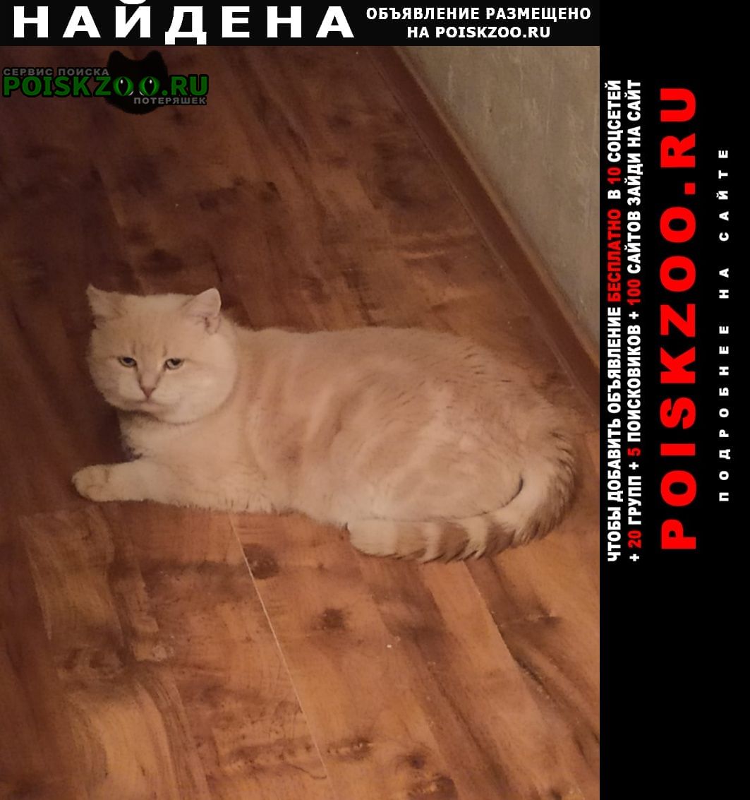 Найден кот в августе 2022 Мариуполь