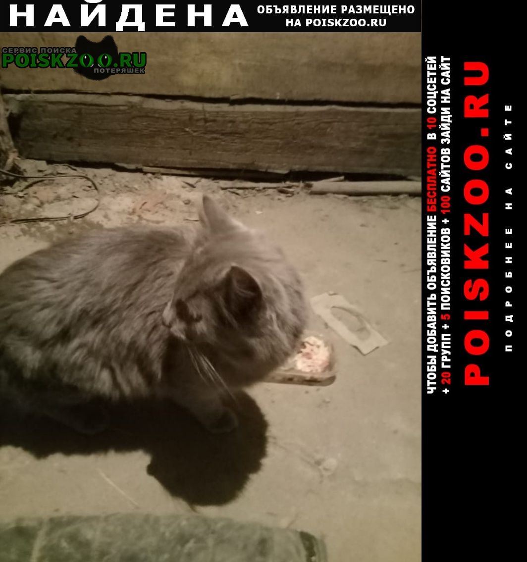 Найден кот домашний кот Иркутск