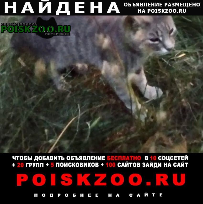 Найдена кошка серая ( или кот) Москва