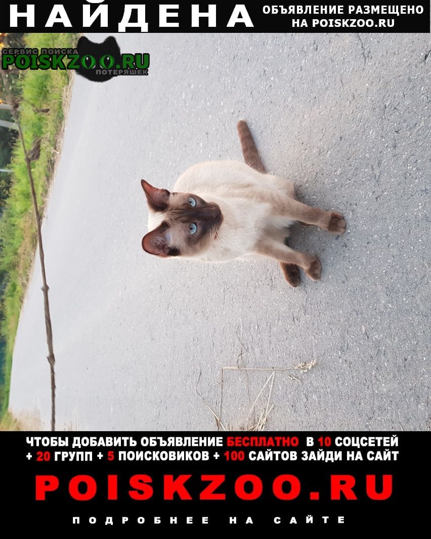 Найдена кошка сиамской породы Ступино