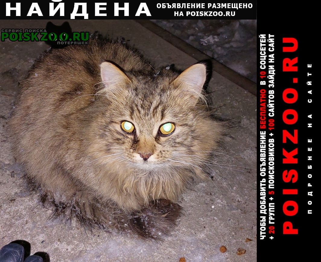 Найдена кошка Кинешма