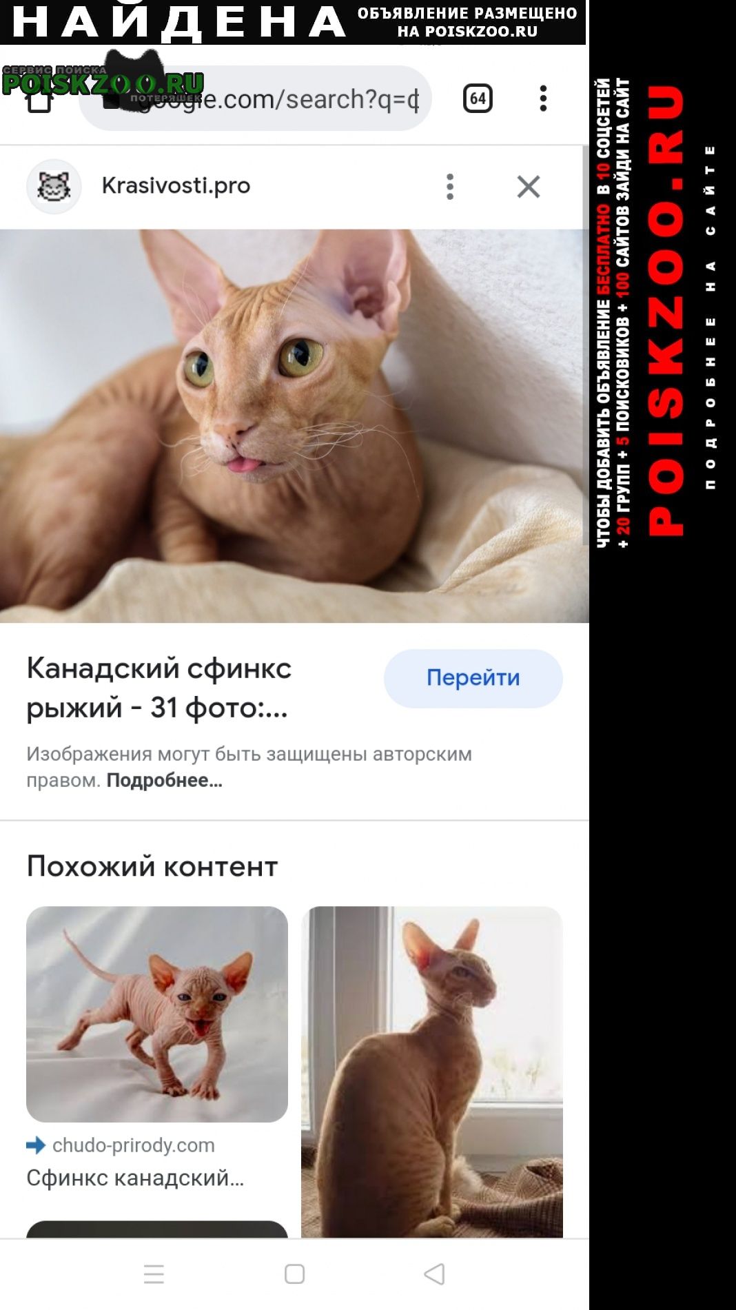 Найдена кошка фото 2 из интернета Новокузнецк