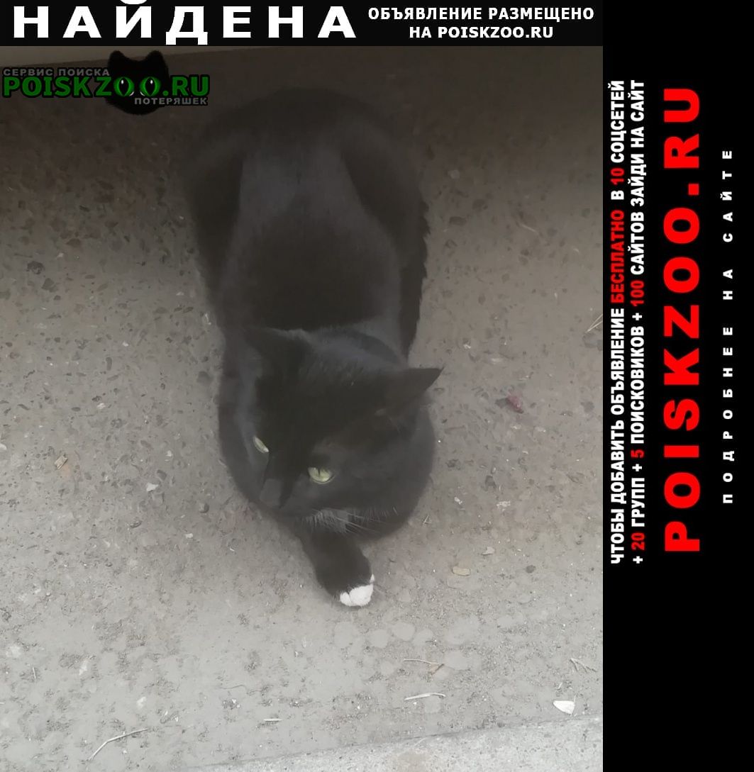 Найдена кошка Казань