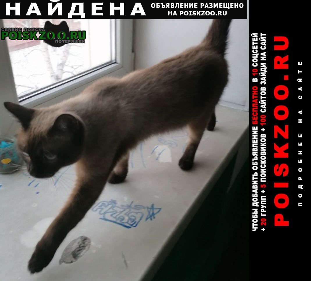Найден кот Кемерово