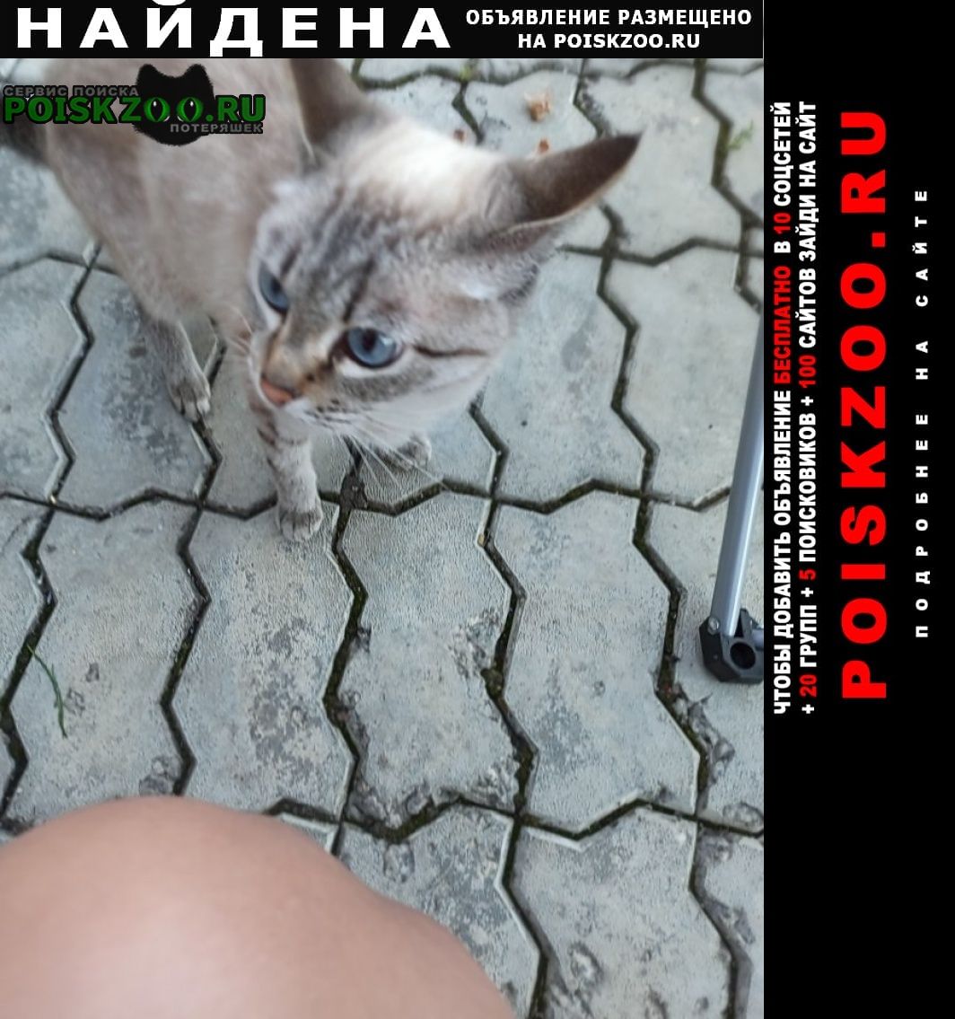 Найдена кошка Екатеринбург