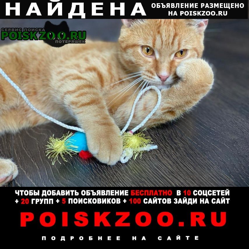 Найден кот Казань