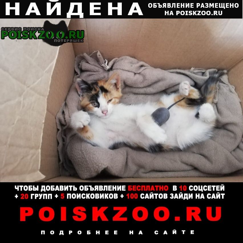 Найдена кошка Ставрополь