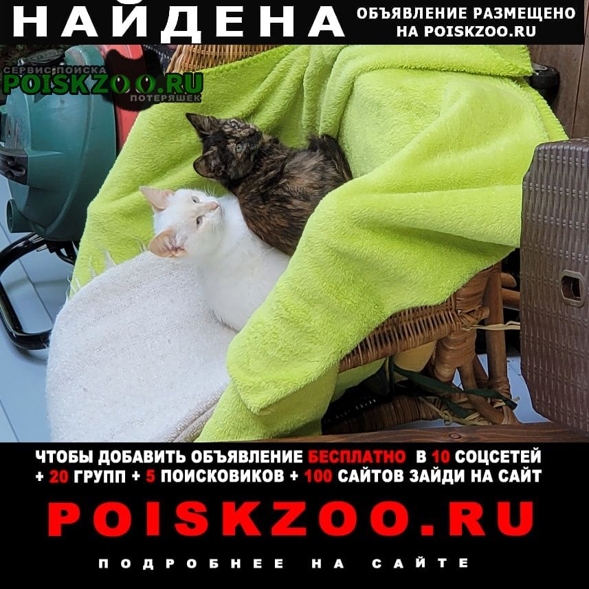 Найдена кошка ищут хозяев Москва