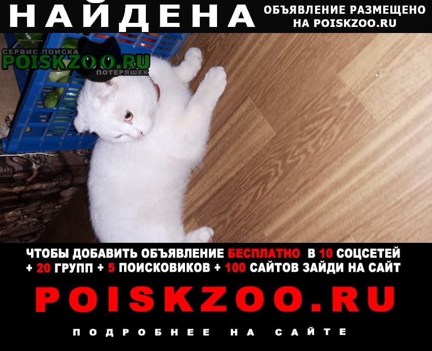 Найдена кошка белая вислоухая Екатеринбург