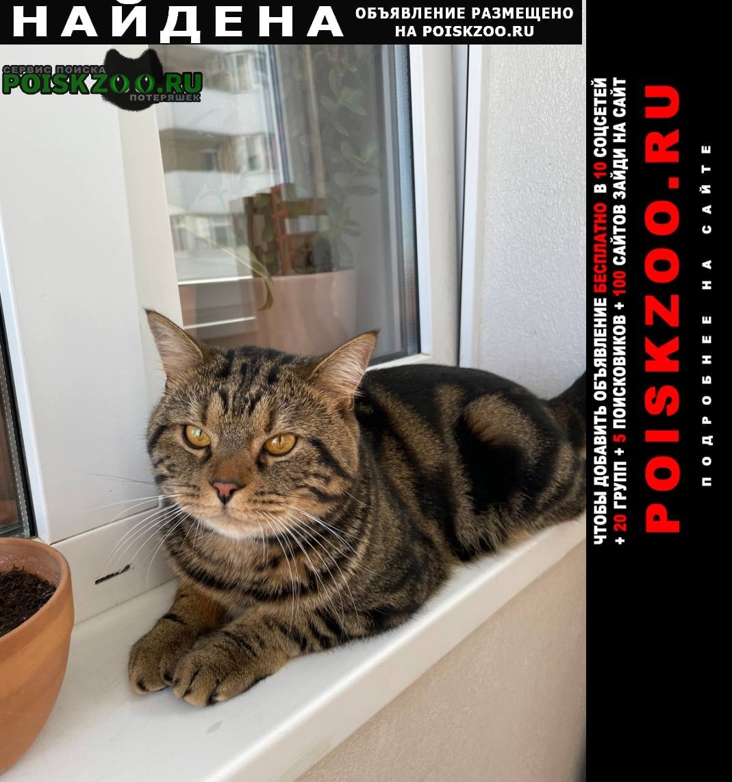 Найден кот «шотландец» 1.5-2 года Ставрополь