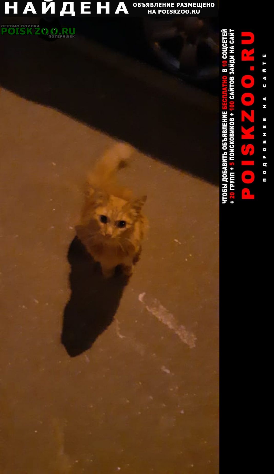 Найдена кошка Москва