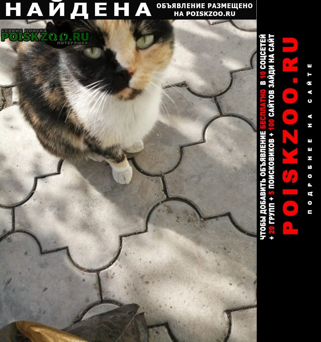 Найдена кошка стерилизованная Черногорск Хакасия