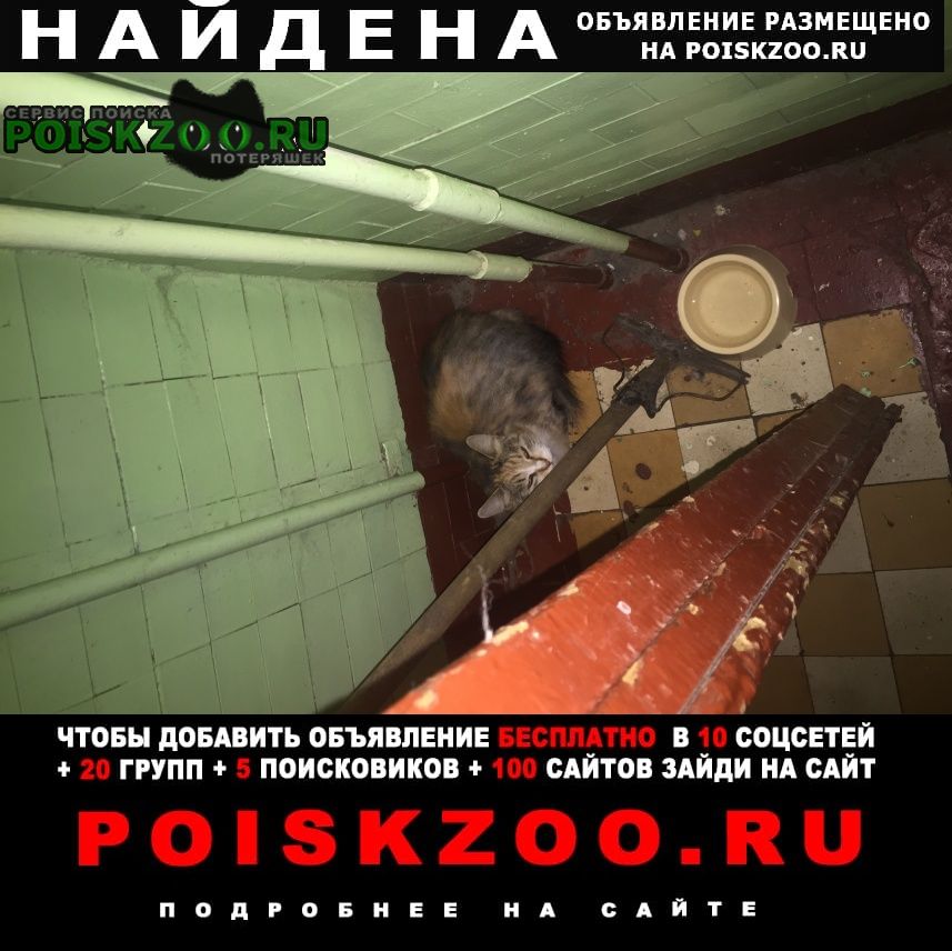 Найдена кошка чья ? Москва