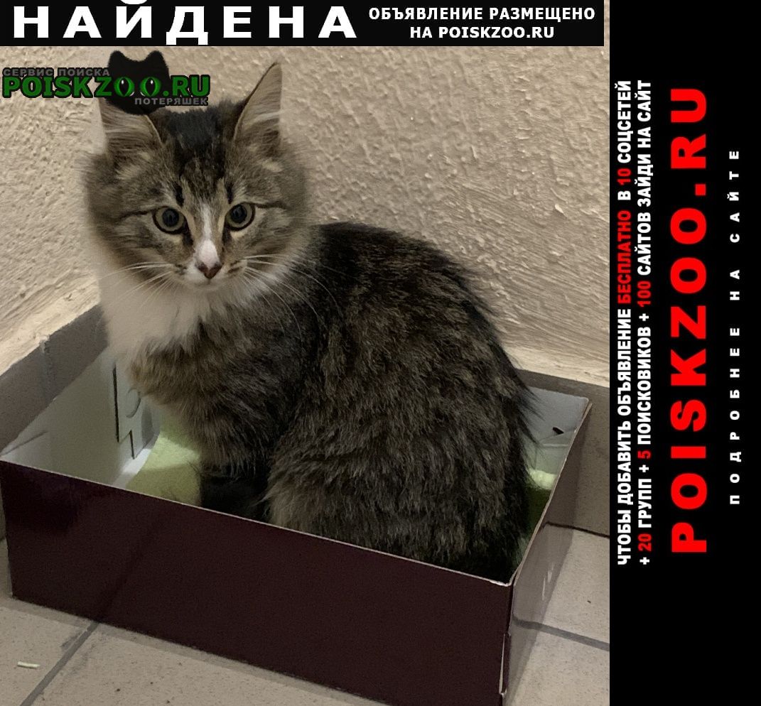 Найден котёнок Москва