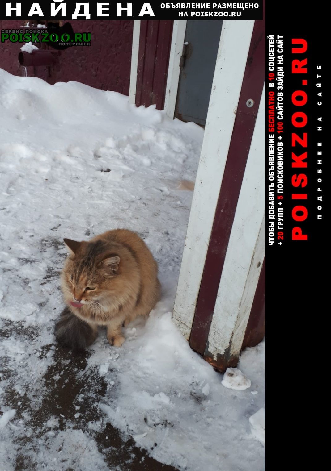 Найдена кошка Николаевск-на-Амуре