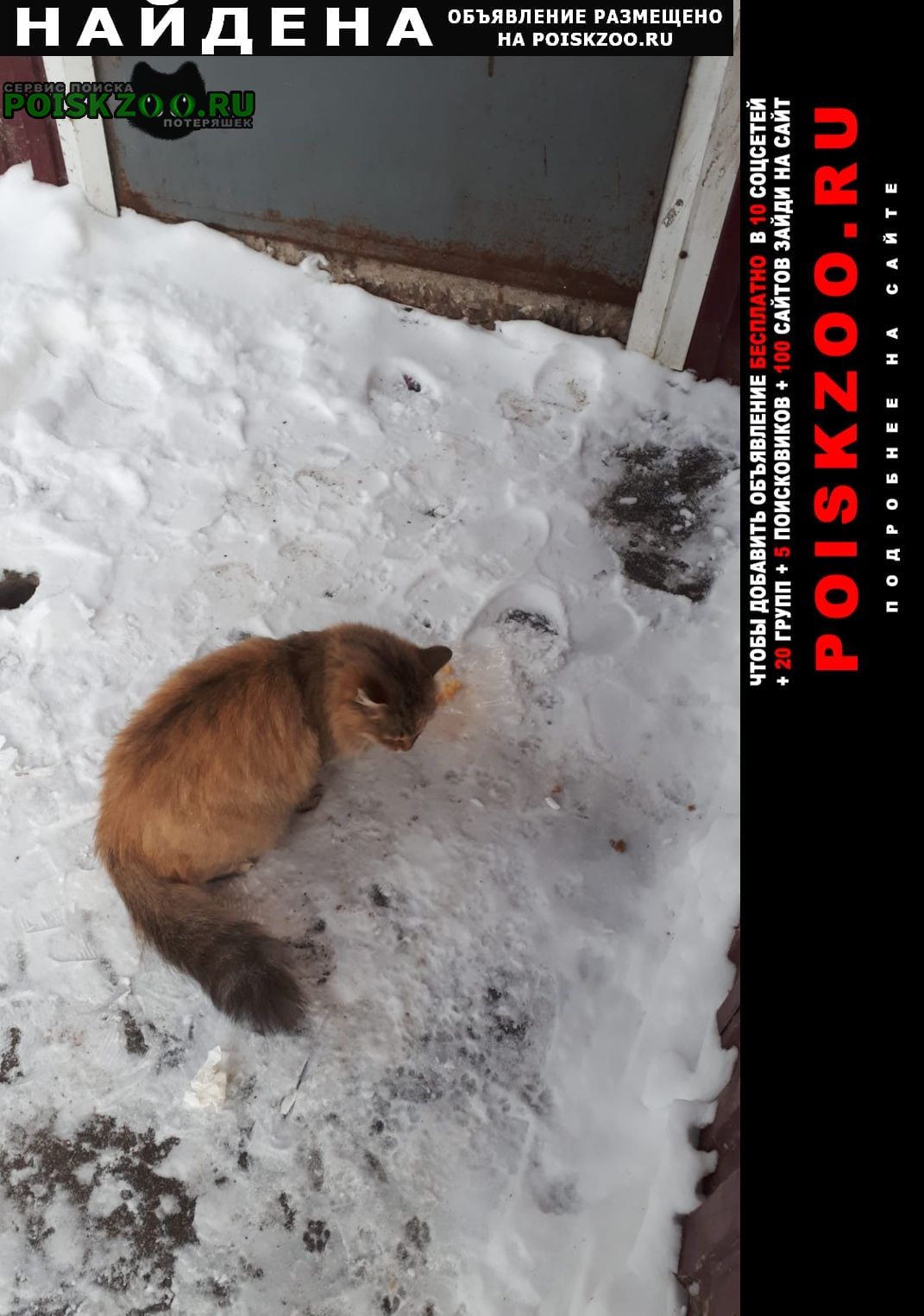 Найдена кошка Комсомольск-на-Амуре