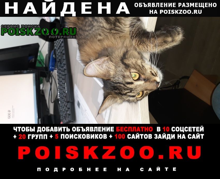Найден котик 1 год, не кастрирован Казань