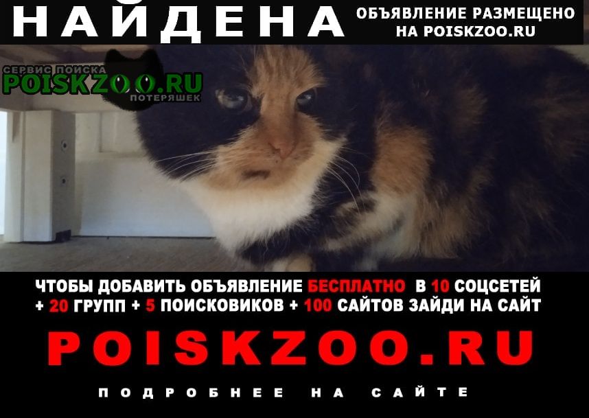 Найдена кошка трёхцветная Брянск