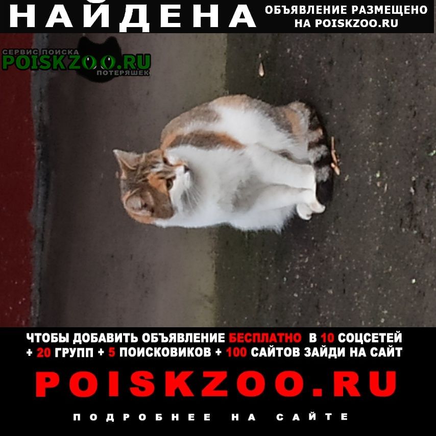 Найдена кошка кунцево ельнинская ул Москва