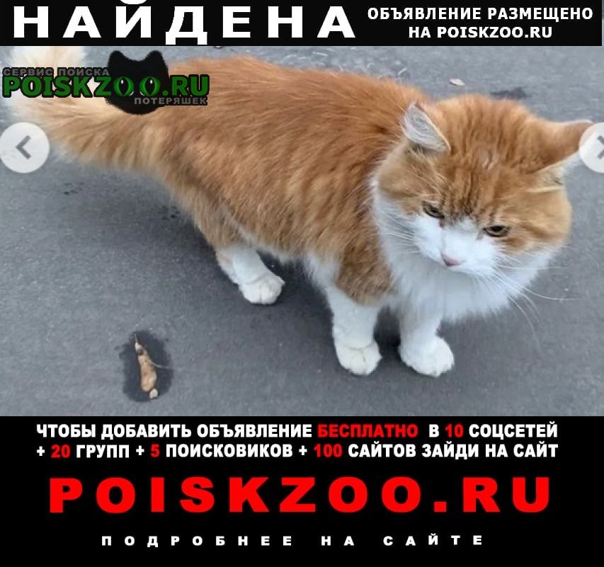 Найден кот рыжий пушистый Москва