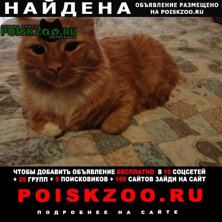 Найден кот рыжий кастрированный Москва