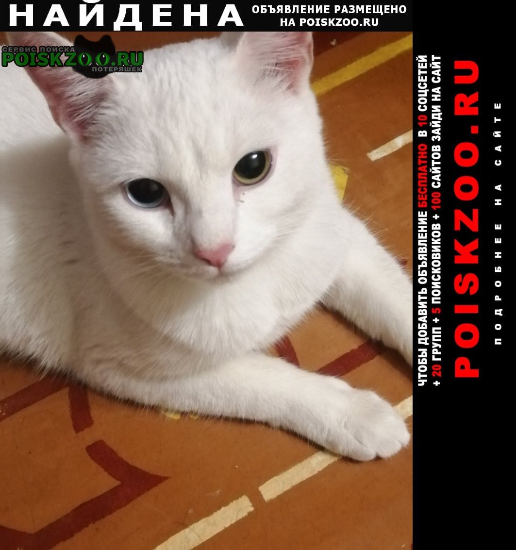 Найдена кошка белая с разноцветными глазами Самара