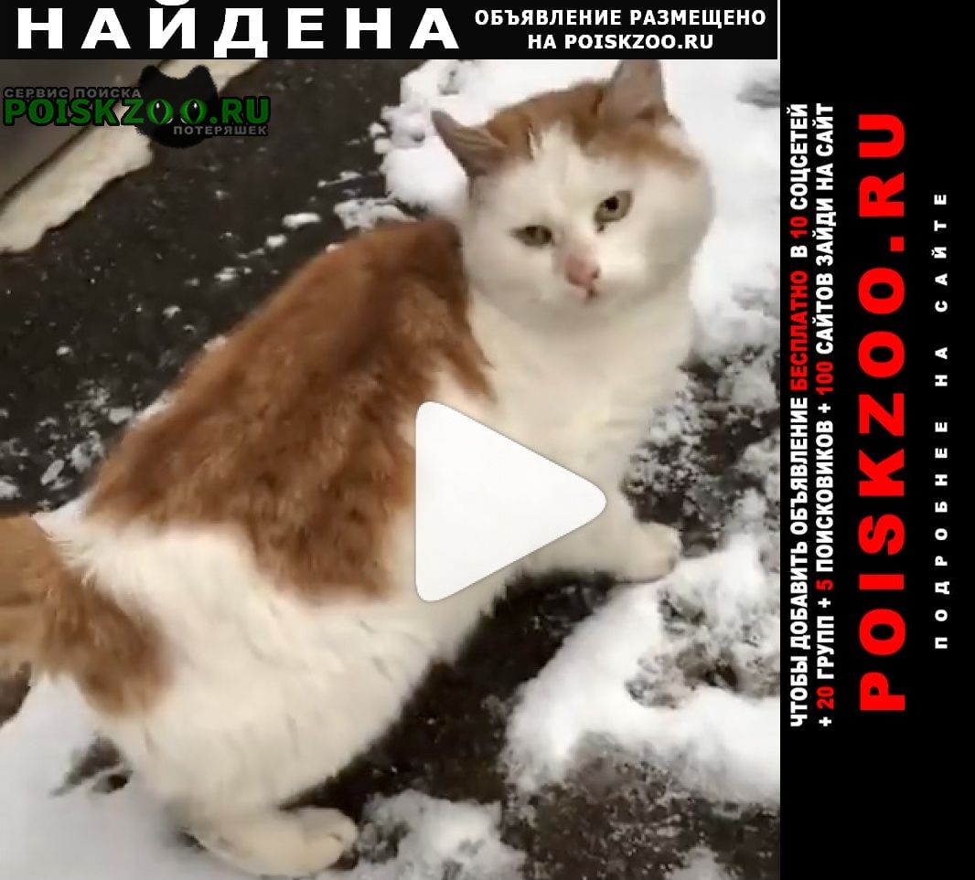 Найдена кошка кот рыже-белый Красногорск