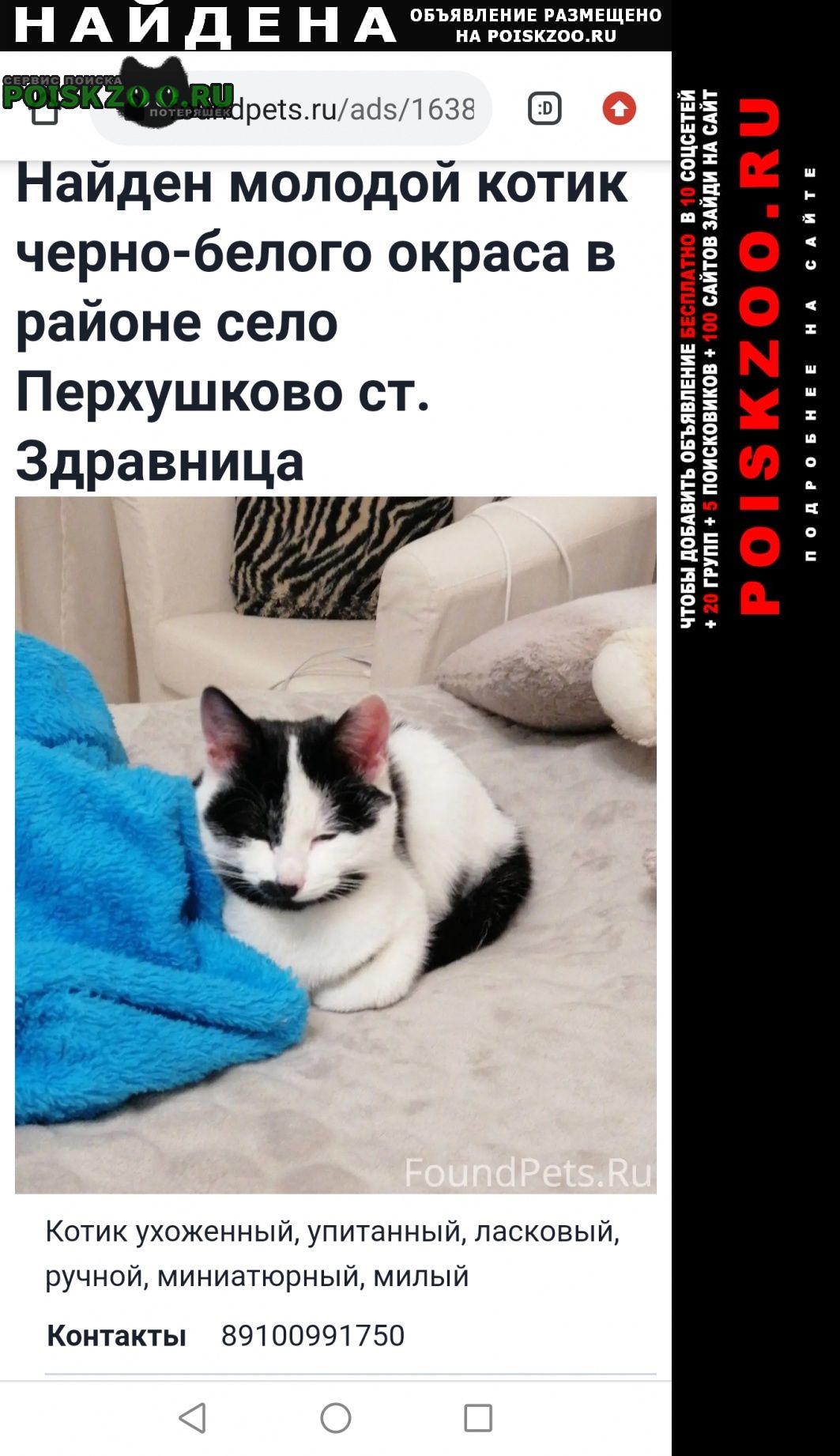 Найден кот молодой ик Одинцово