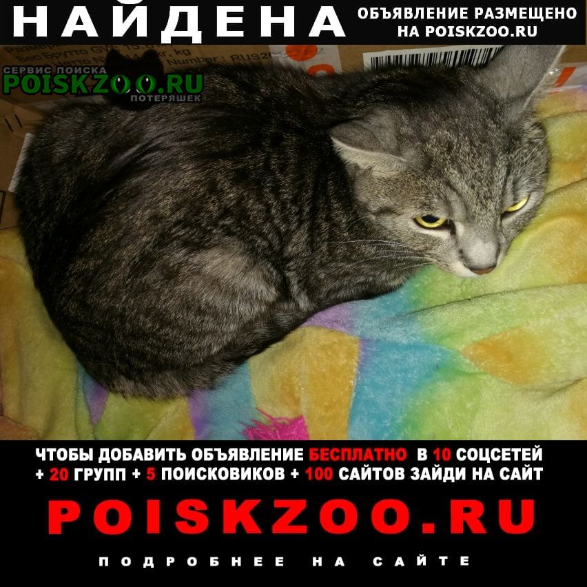 Найдена кошка 07 декабря кот Магнитогорск