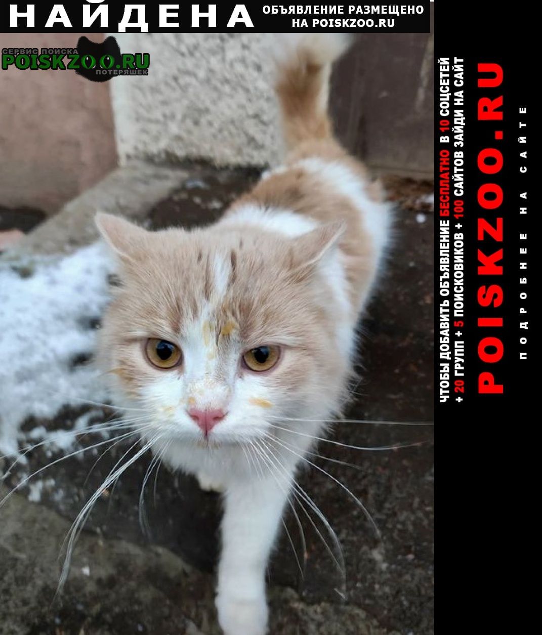 Найдена кошка рыже-бедая Подольск