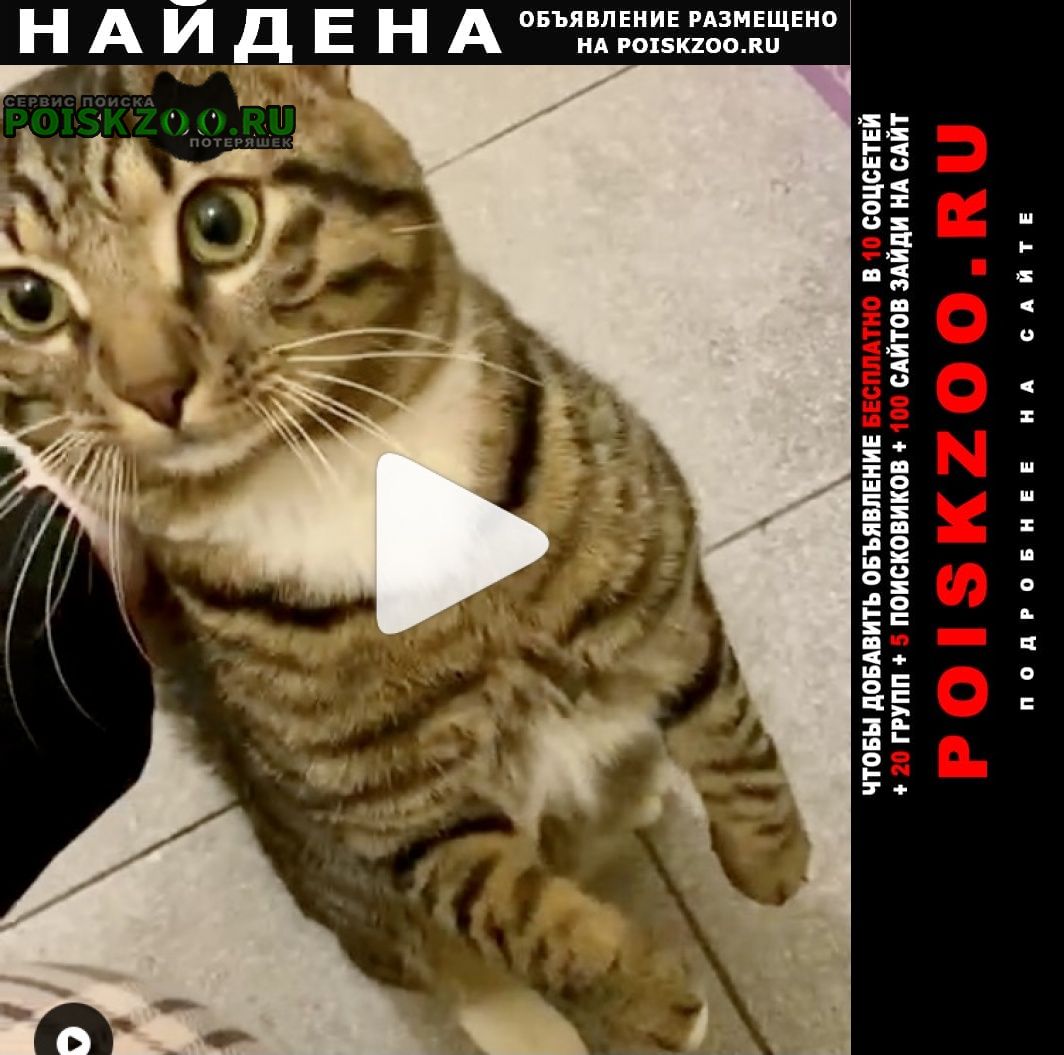 Найден кот полосатый Москва