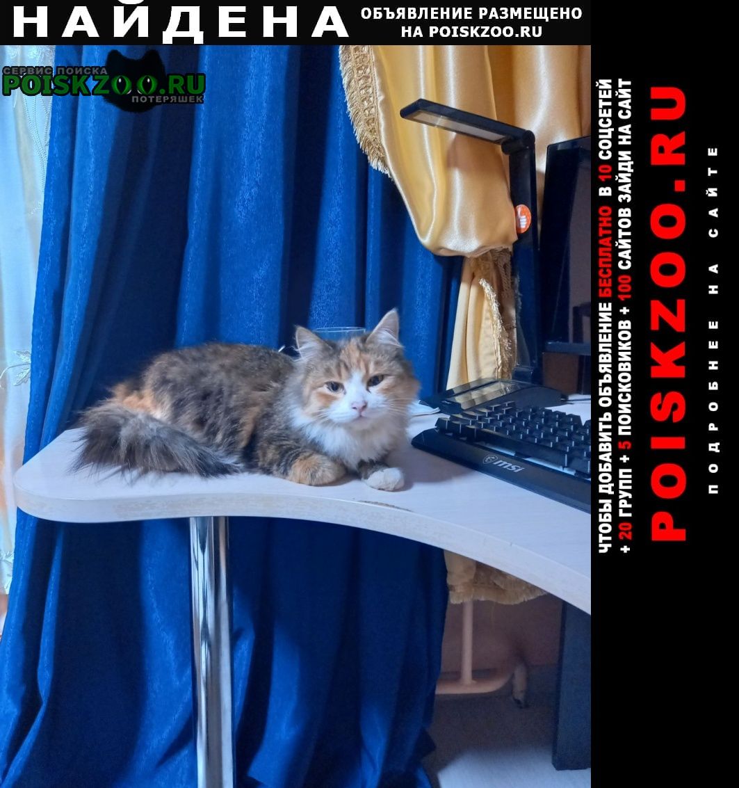 Найдена кошка Ярославль