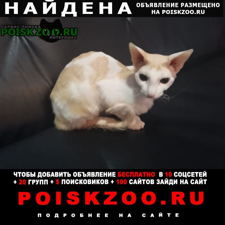 Найдена кошка Красноярск