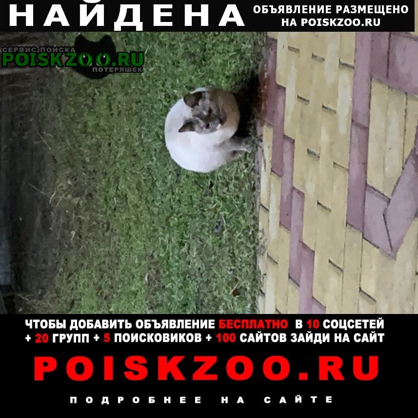 Найдена кошка Воронеж