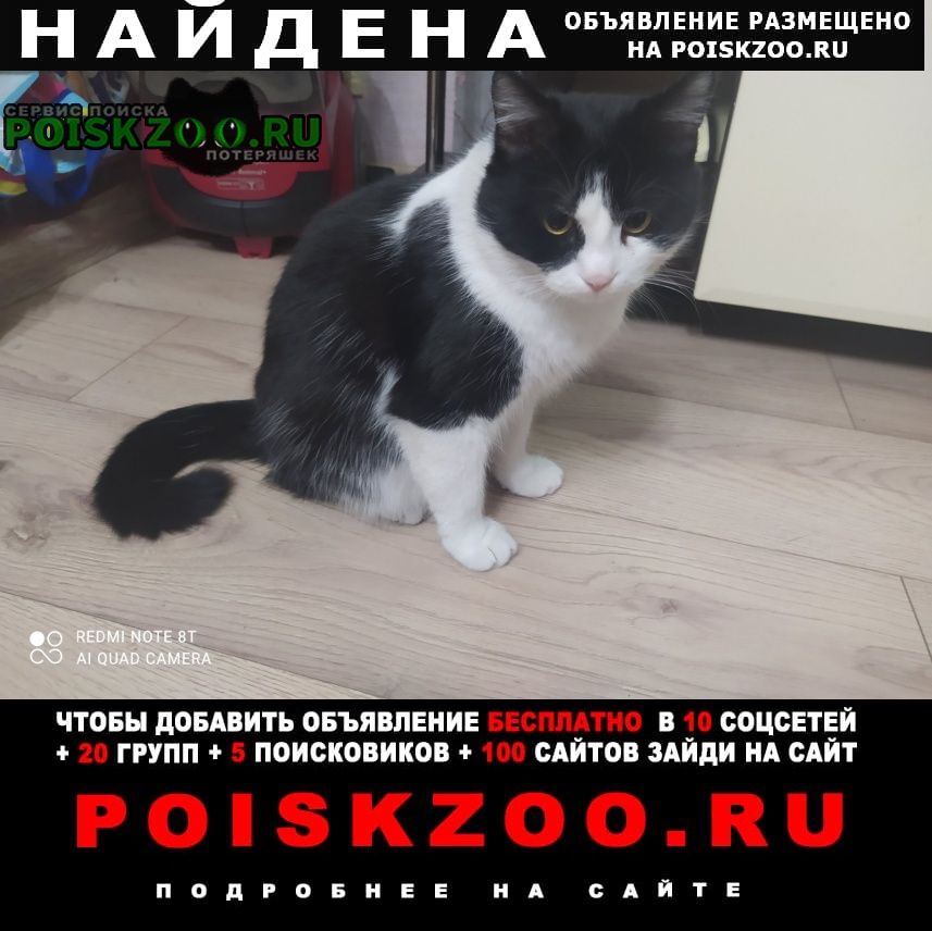 Найден кот Челябинск