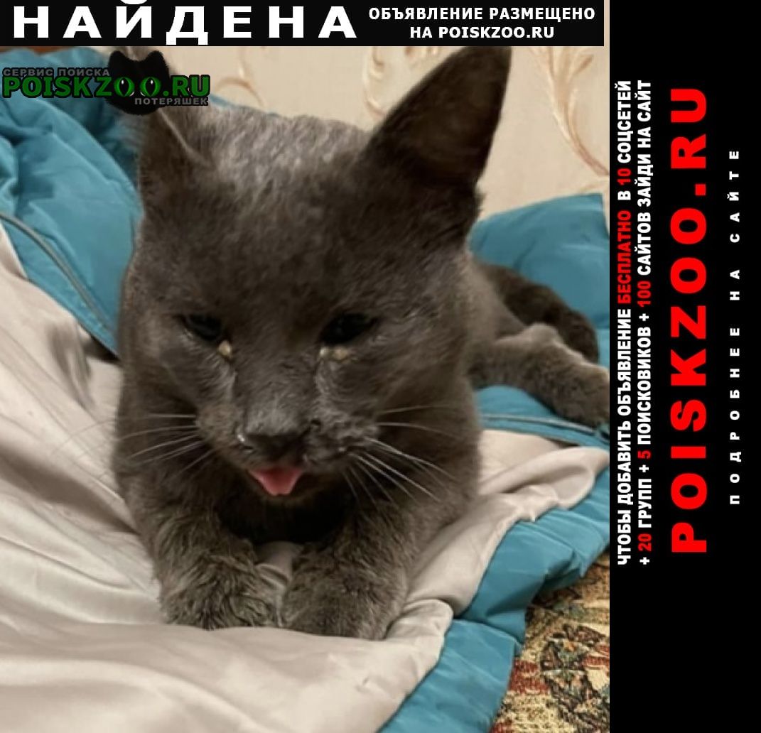 Найдена кошка серый кот Москва