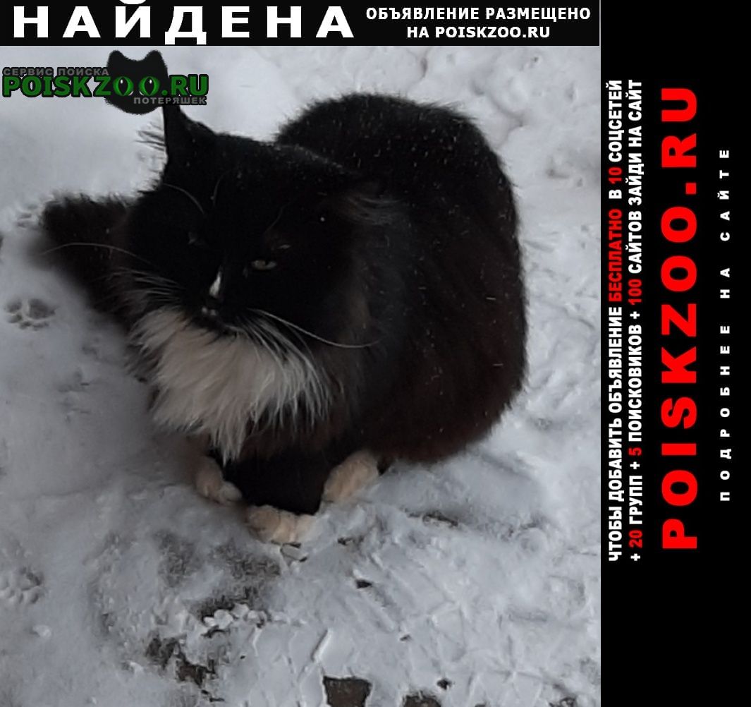 Найдена кошка Ярославль