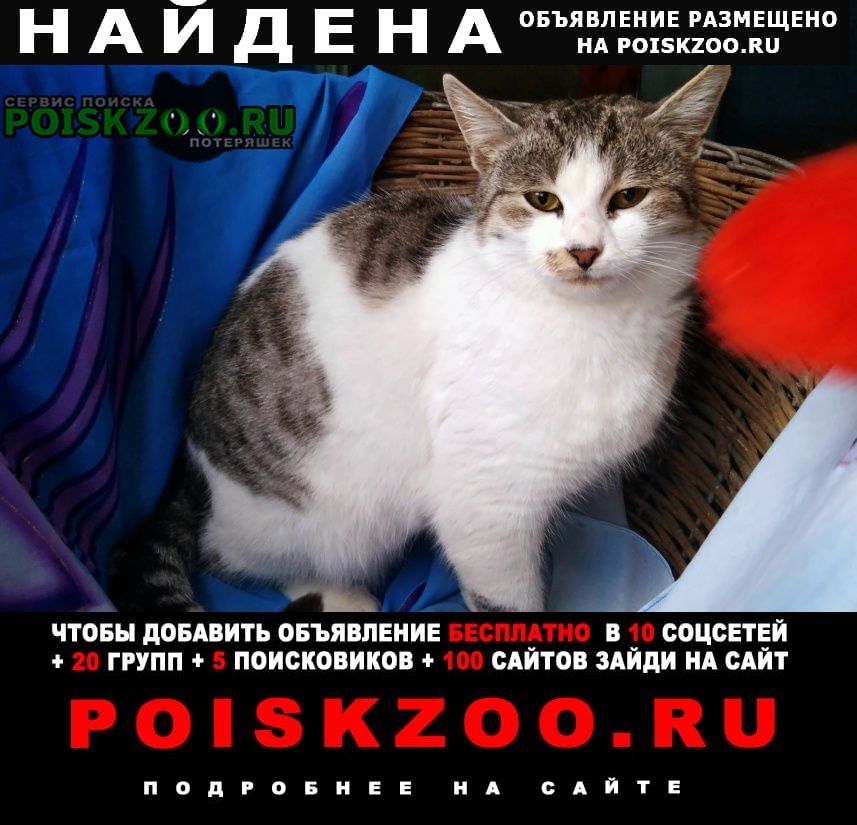Найдена кошка нашли в дачном кооперативе Волгодонск