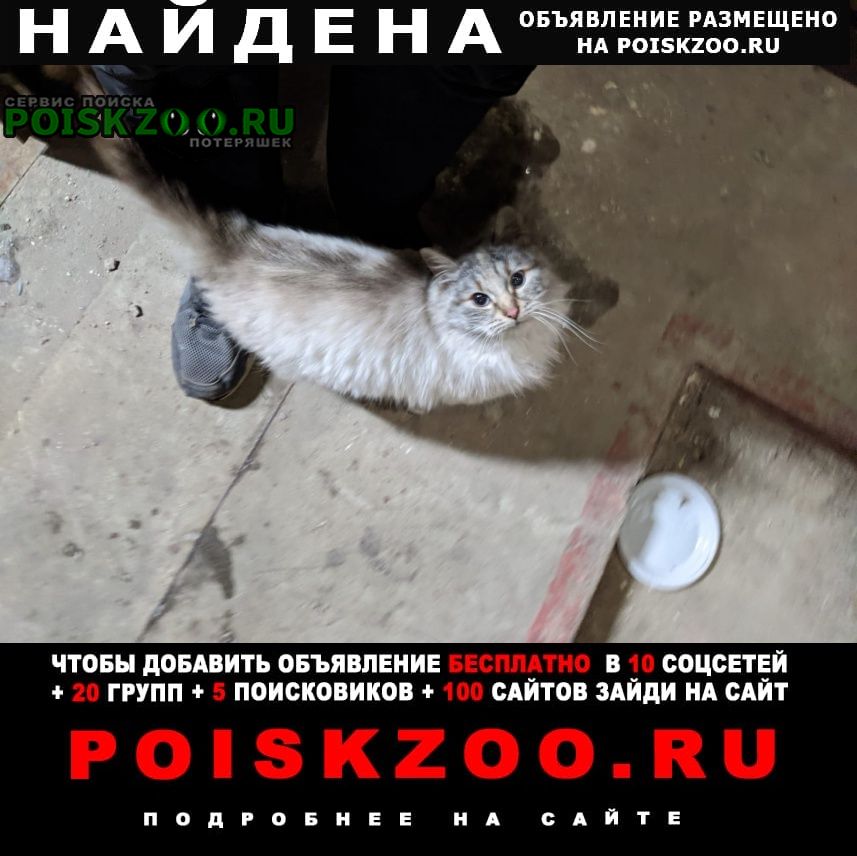 Найдена кошка Москва